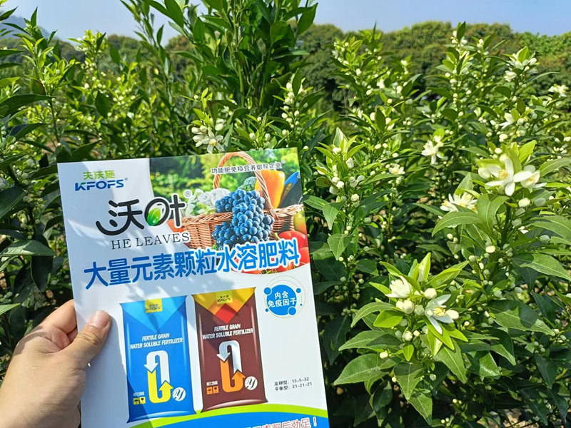 沃柑用什么效果好？夫沃施案例