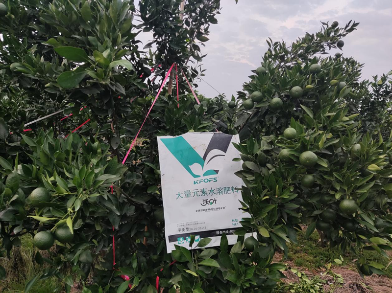 柑橘樹施什么肥最好？大量元素不可少