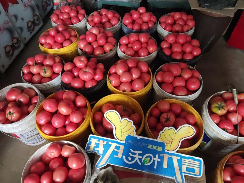 西紅柿結(jié)果后需要施什么肥料-沃葉水溶肥.png