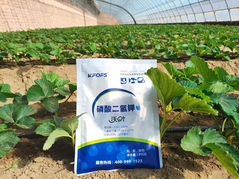 種草莓用什么肥料好？