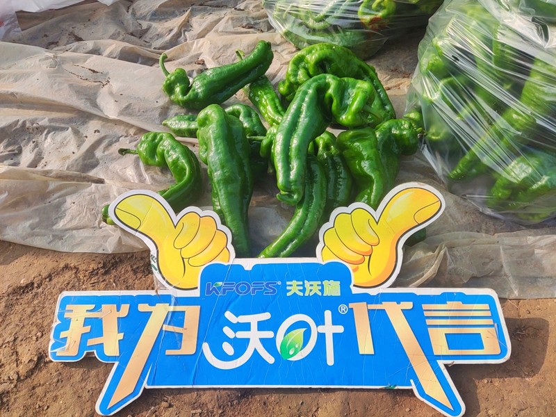 【已用】回訪時(shí)間：2022年11月20日，回訪地址：河南省永城產(chǎn)品：沃葉顆粒肥，回訪作物：辣椒使用效果：農(nóng)戶使用夫沃施沃葉顆粒肥長(zhǎng)勢(shì)旺盛，開(kāi)花多，結(jié)果量大，一個(gè)辣椒就重達(dá)半斤重 (10).jpg