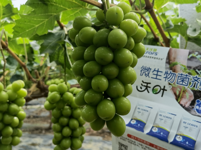 微生物菌劑哪個(gè)牌子好？李大姐認(rèn)可沃葉！
