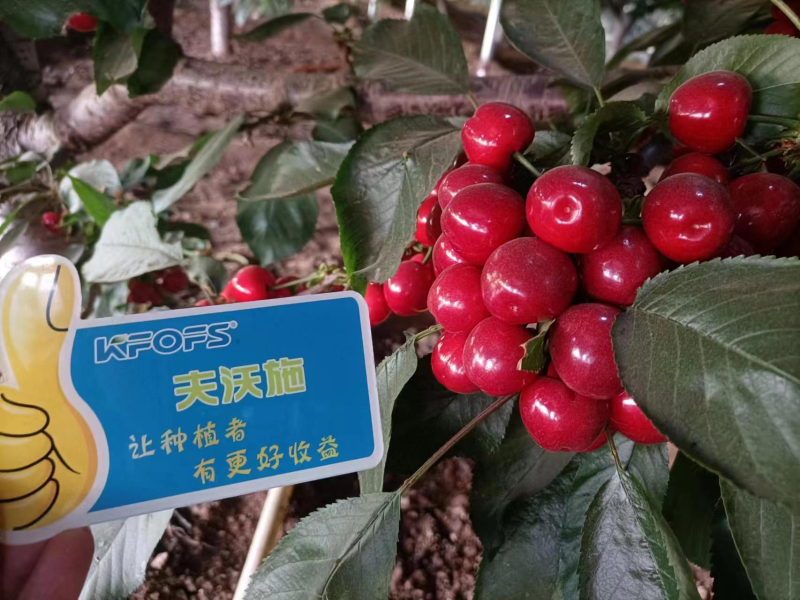 櫻桃施什么肥最大最甜？案例告訴你