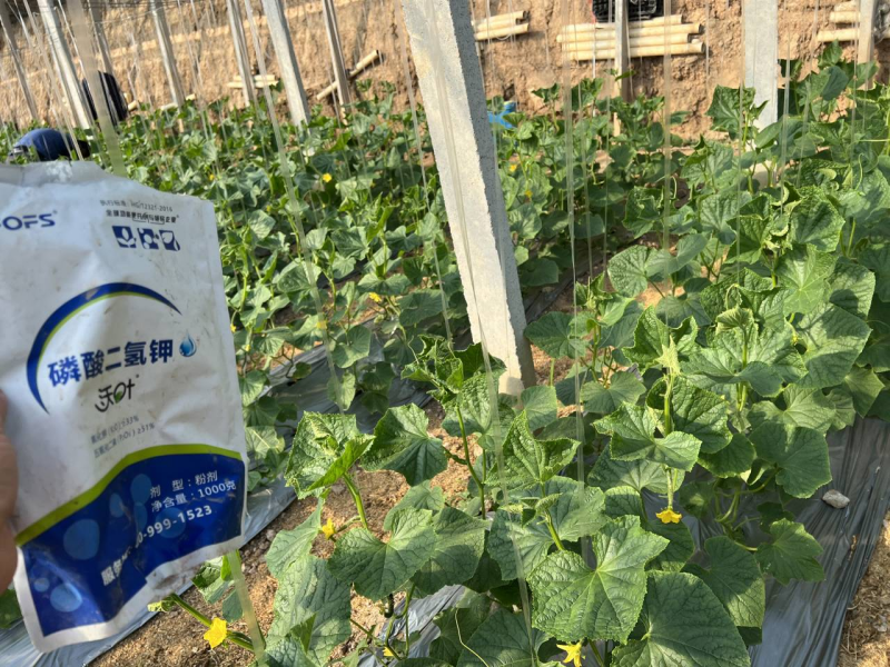 磷酸二氫鉀哪家好？趙大哥推薦沃葉
