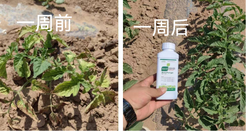 作物藥害怎么解決？找安法戈