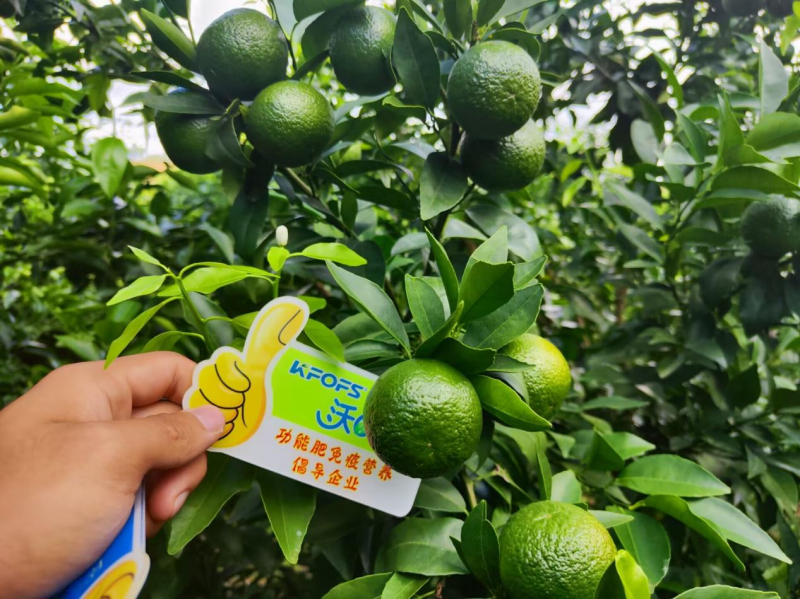 硼肥對果樹的重要性你了解嗎？