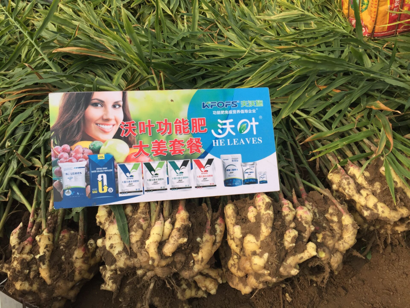 生姜施肥技術—大姜用沃葉水溶肥效果1.png