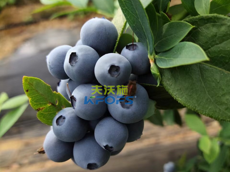 生根劑哪個好？張大哥強(qiáng)推沃葉根樂夫