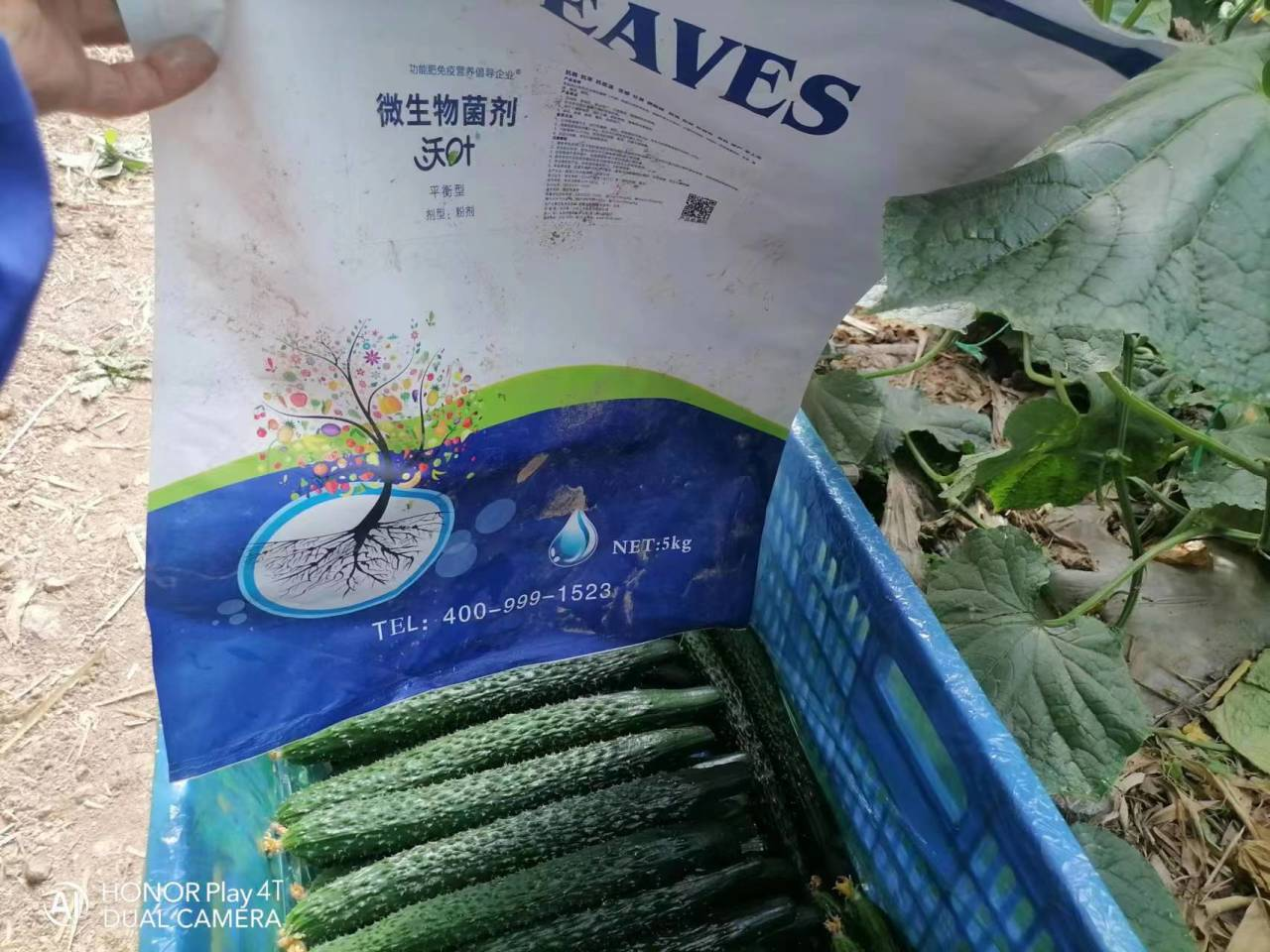 微生物菌劑用多了會燒根嗎？