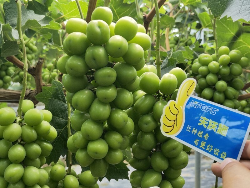 【已用】2022年7月21日，回訪地址：江蘇鹽城使用產(chǎn)品沃水寶粉劑，回訪作物：陽光玫瑰使用效果：使用沃水寶粉劑陽光果粒均勻糖度高，穗型緊湊，膨果均勻，沒有大小?，F(xiàn)象，單果粒重量以經(jīng)達(dá)到16克 (5).jpg