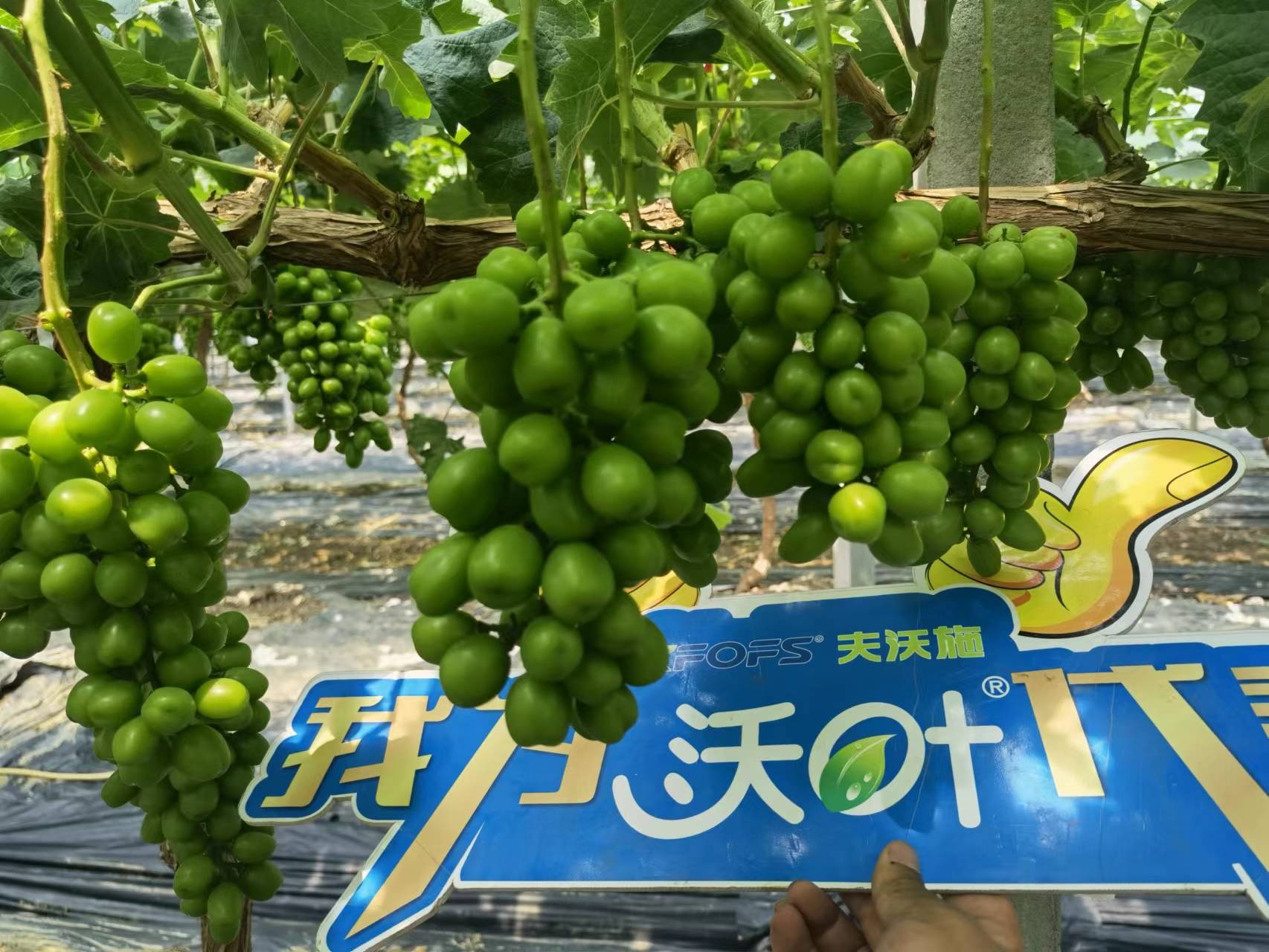 回訪時(shí)間：2022年6月26日，回訪地址：江蘇鹽城大豐使用產(chǎn)品：沃葉整套系列產(chǎn)品，回訪作物： 陽光玫瑰使用效果：全程使用沃葉陽光玫瑰，樹勢健壯，葉片寬大濃綠、肥厚。果穗漂亮，預(yù)計(jì)畝產(chǎn)6000斤。 (9).jpg