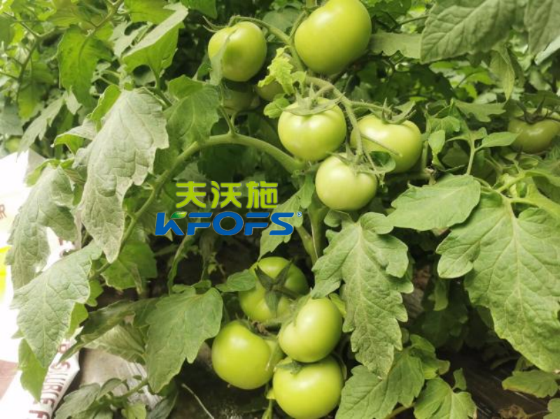 番茄用什么肥料產量高-番茄效果.png