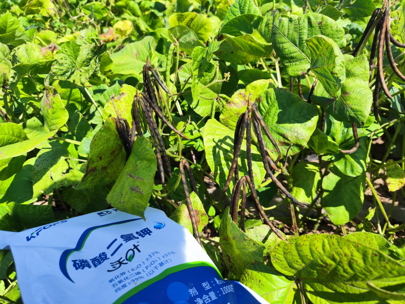 葉面肥在綠豆效果怎么樣？