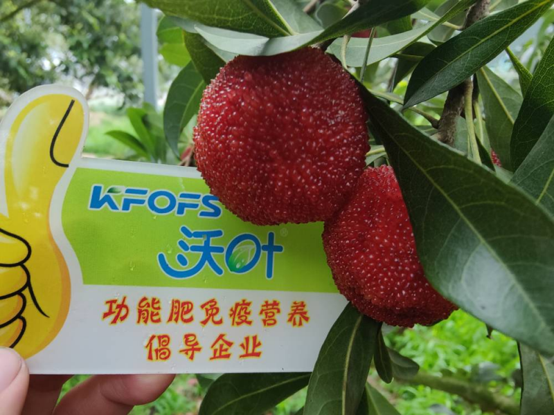 葉面肥什么時候打效果好？