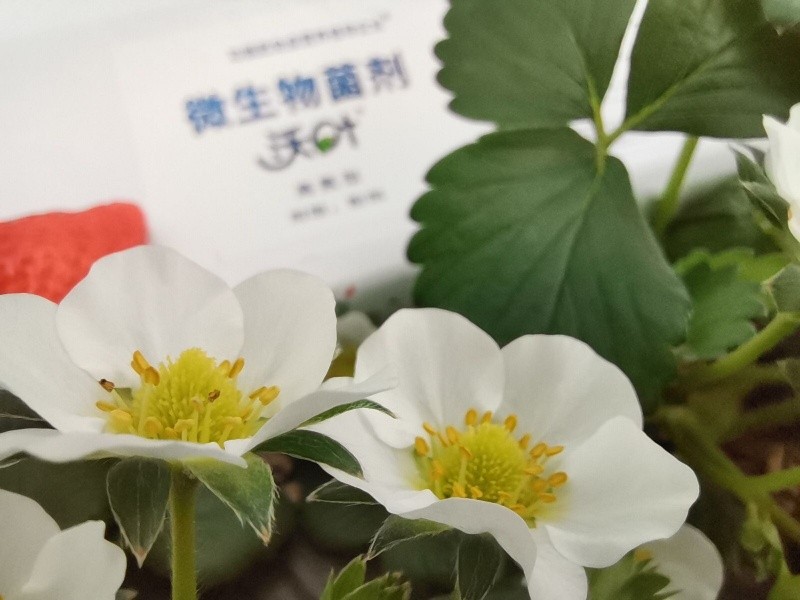 微生物菌劑為什么選沃葉？這篇文章有答案
