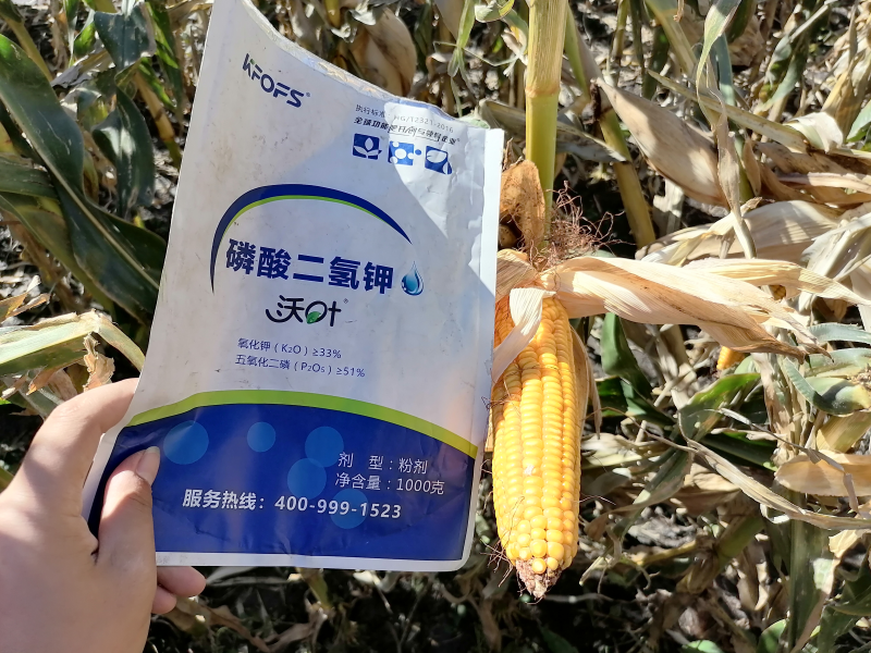 磷酸二氫鉀在玉米上效果怎么樣？