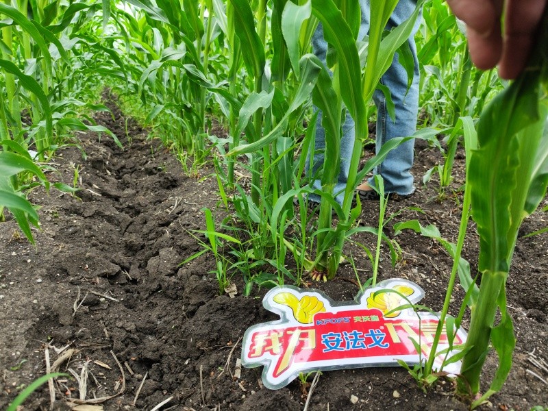 解除草劑藥害-玉米用安法戈效果1.jpg