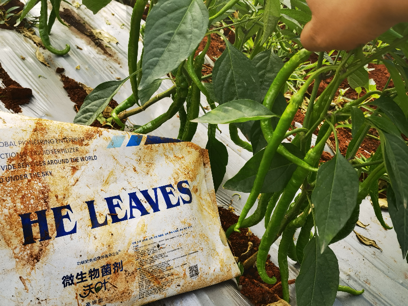 微生物菌劑在辣椒上效果怎么樣？