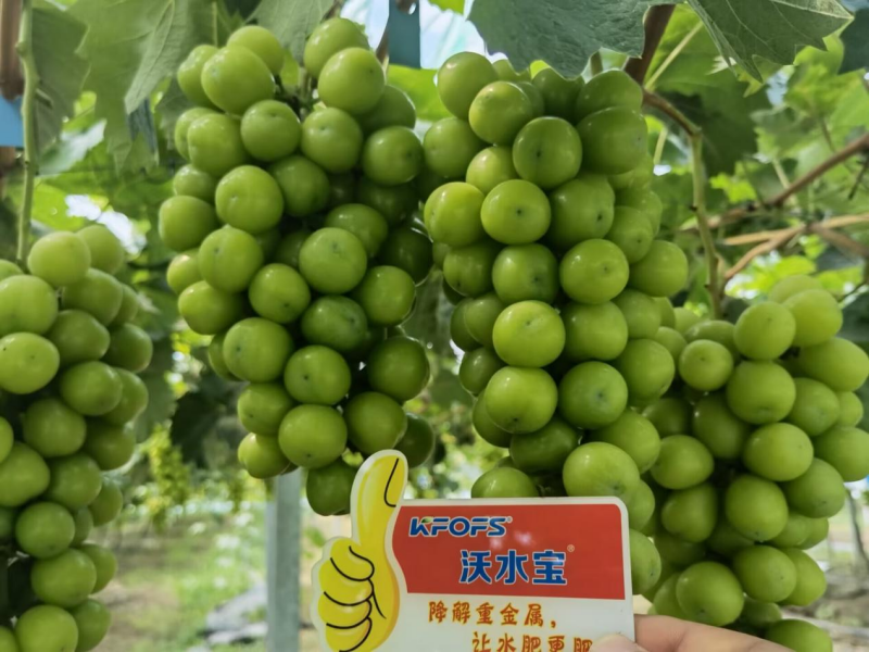 葡萄小苗如何施肥？