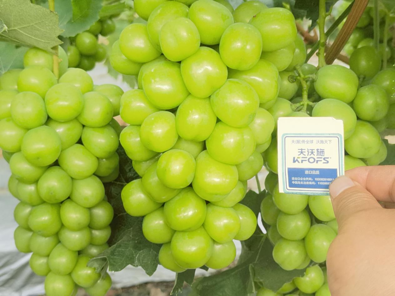 種植葡萄技術(shù)，這3點(diǎn)一定要掌握