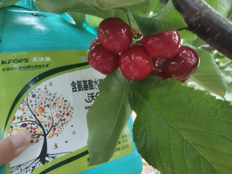 櫻桃樹春季施肥方法與時間-櫻桃用沃葉流體肥效果.png