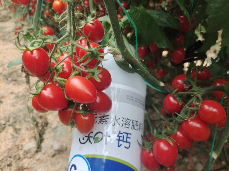 番茄種植如何避免畸形果,夫沃施有妙招
