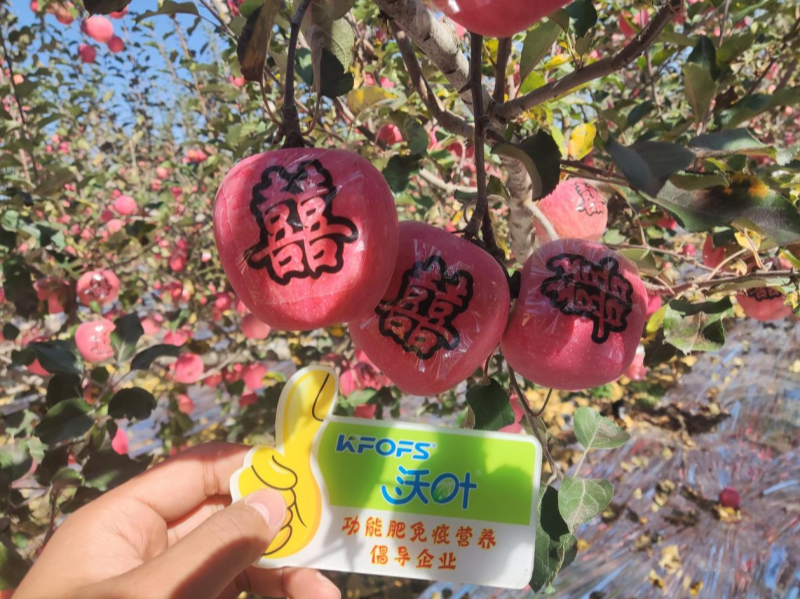 水溶肥調理果樹老化黃化問題