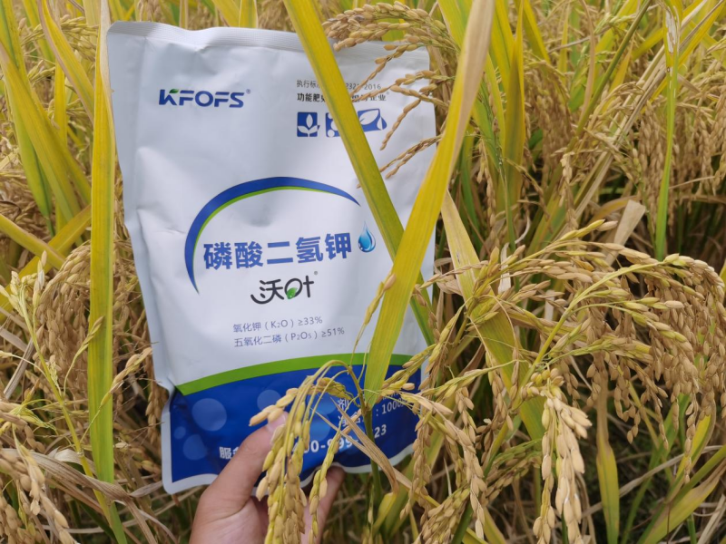 水稻施肥時(shí)間與施肥技術(shù)