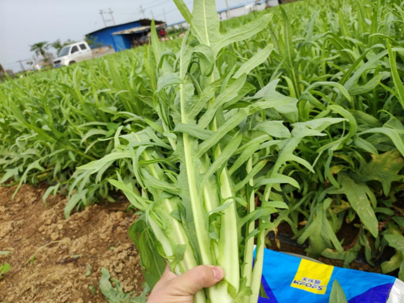 水溶肥全程管理葉菜品質(zhì)好、產(chǎn)量高