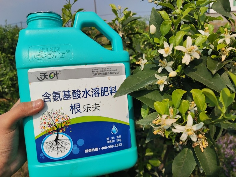 生根劑選哪個(gè)？