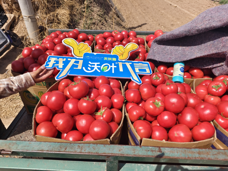 西紅柿施肥用什么肥料好？