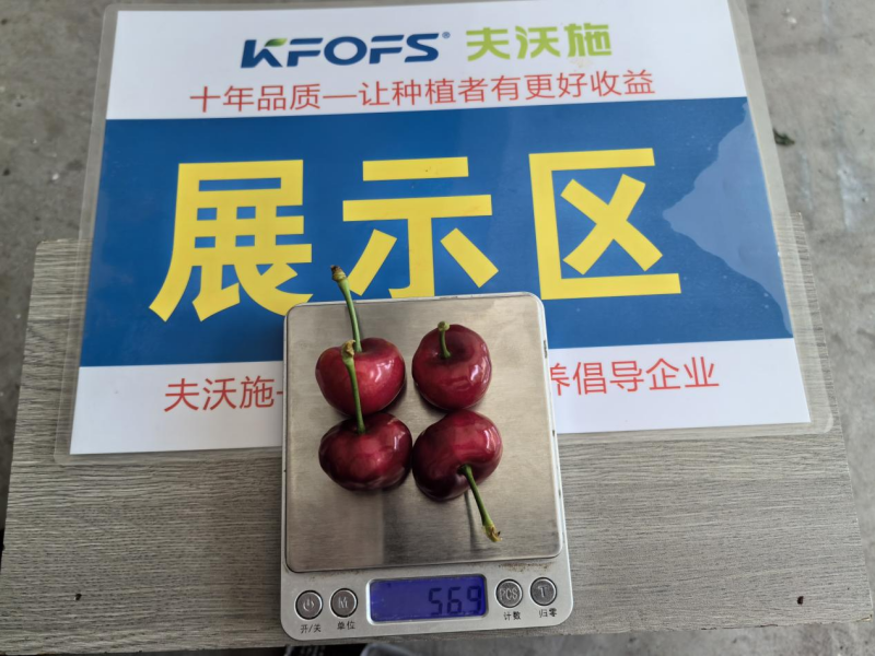 有機(jī)水溶肥是什么肥料-夫沃施大櫻桃1.png