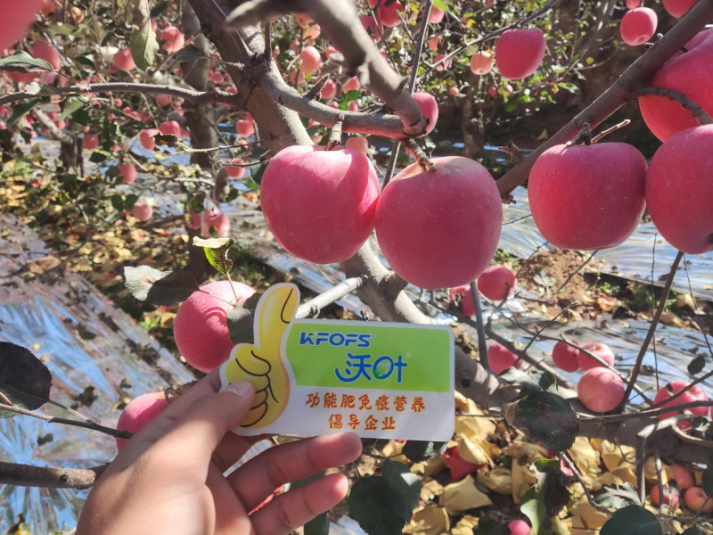 蘋果施肥指導(dǎo)方案—沃葉水溶肥效果.png