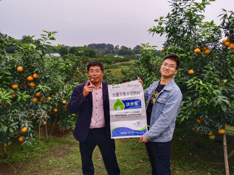 柑橘秋施基肥的作用，總結(jié)歸納三點