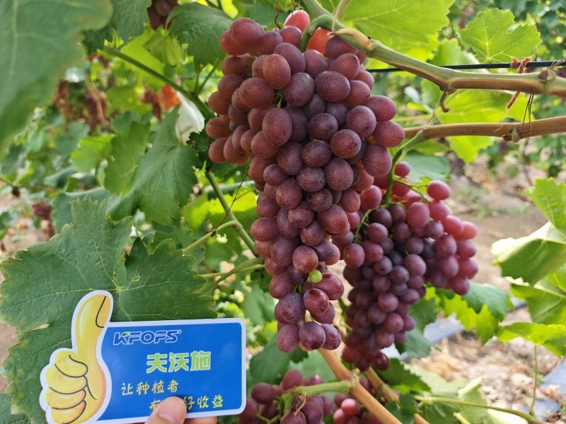 微生物菌劑的作用，你知道嗎？