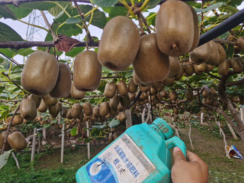生根劑哪個(gè)牌子好-獼猴桃用沃葉根樂(lè)夫效果.png