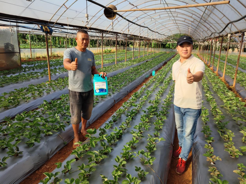 草莓施肥用什么肥料好？