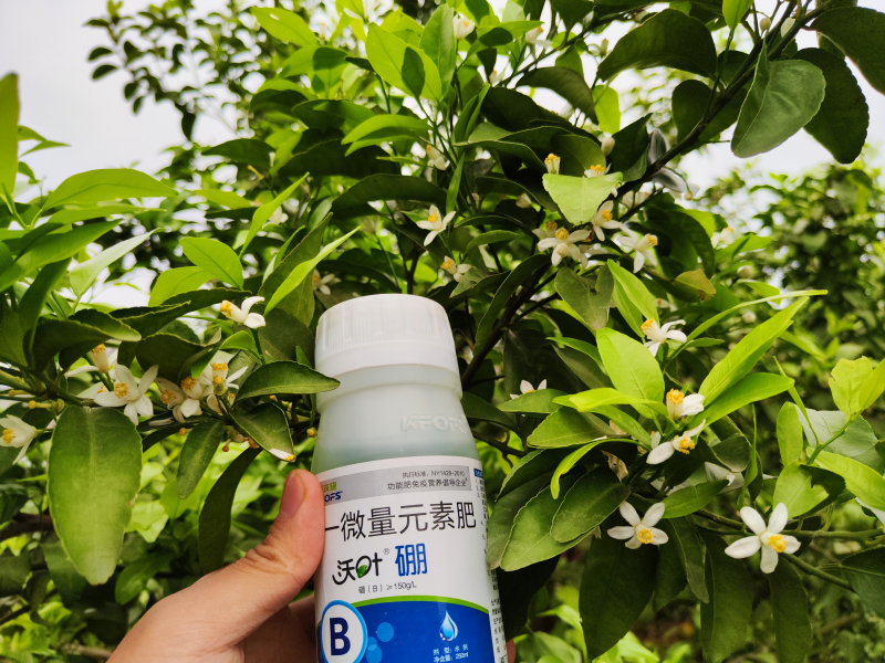 柑橘開(kāi)花期需要施什么肥-沃葉水溶肥1.png