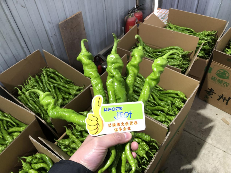 種辣椒用什么肥料比較好？