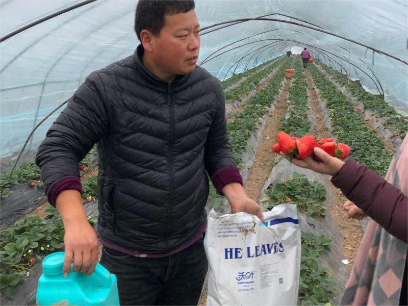 草莓上什么肥料結(jié)的好？