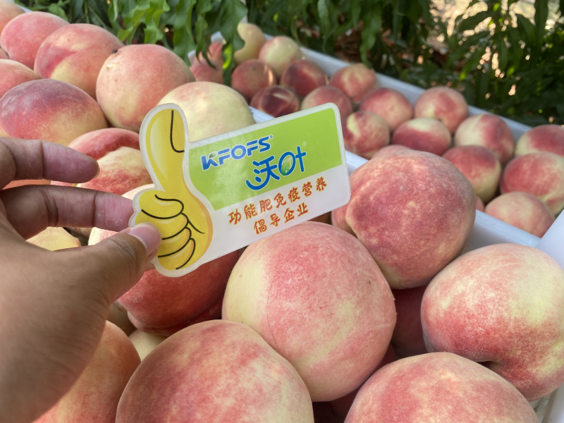 桃樹春季施肥時(shí)間和方法-沃葉桃樹1.png