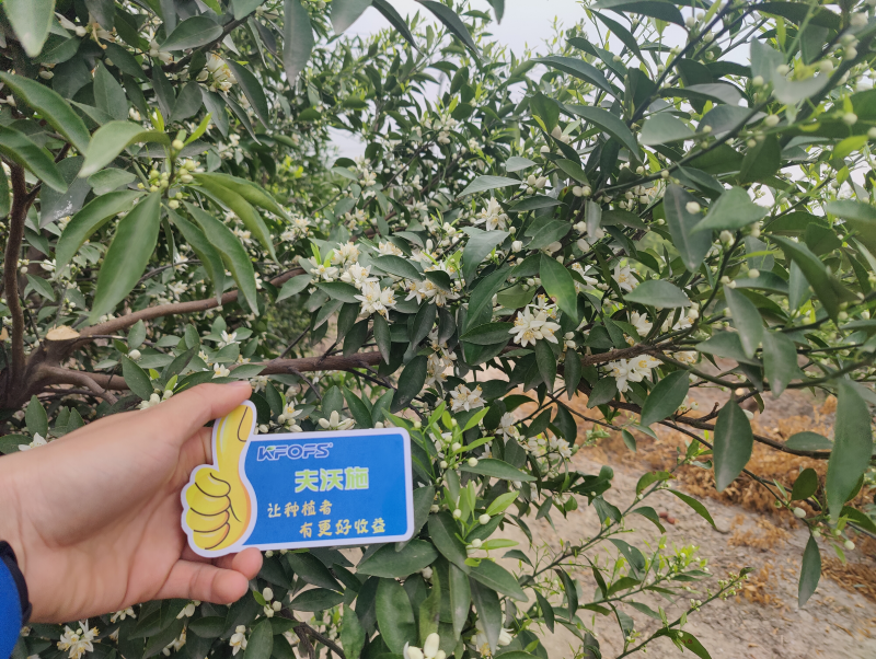 ?；ū９~面肥-新會(huì)柑效果.png