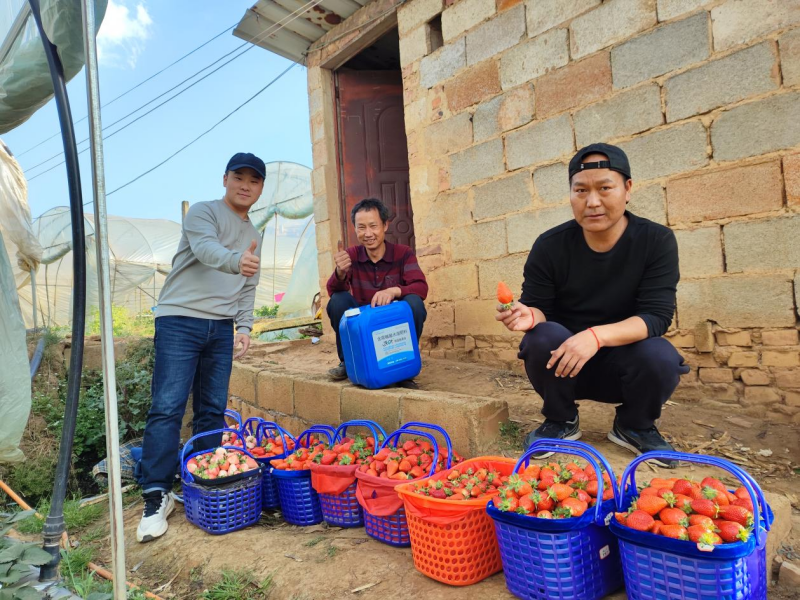 草莓怎么種植方法-沃葉水溶肥草莓_副本.png