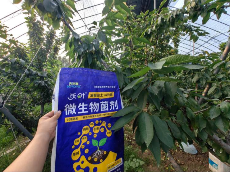 櫻桃樹施肥用什么肥料？