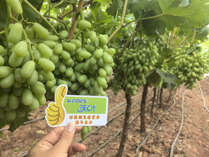 葡萄樹施什么肥？