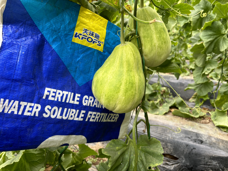 甜瓜施什么肥料最好？