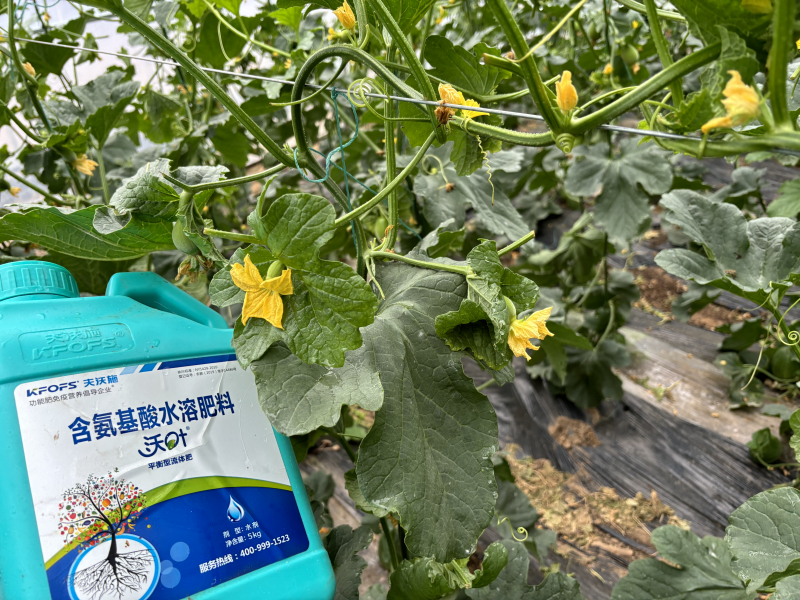 甜瓜施什么肥料最好-甜瓜用沃葉水溶肥效果、.png