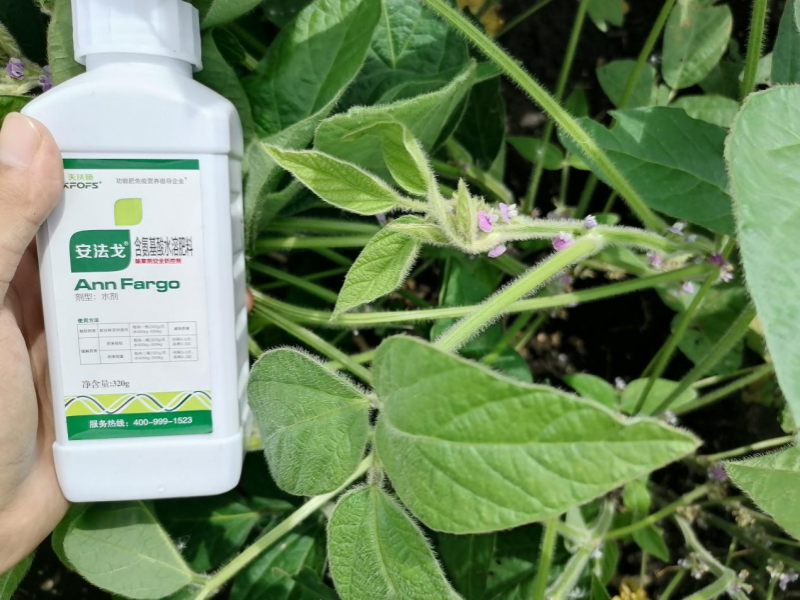 除草劑藥害如何解決和預防-大豆用安法戈效果.png