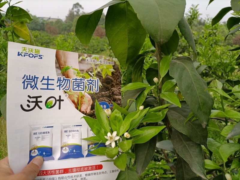 柑橘施肥用什么？60秒全掌握