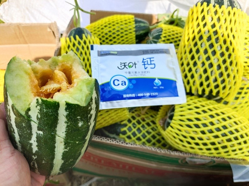 鈣肥在甜瓜上的使用效果.jpg
